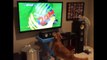 Fanatic Dog Watching The World cup -bearaids, Pulse TV Uncut
