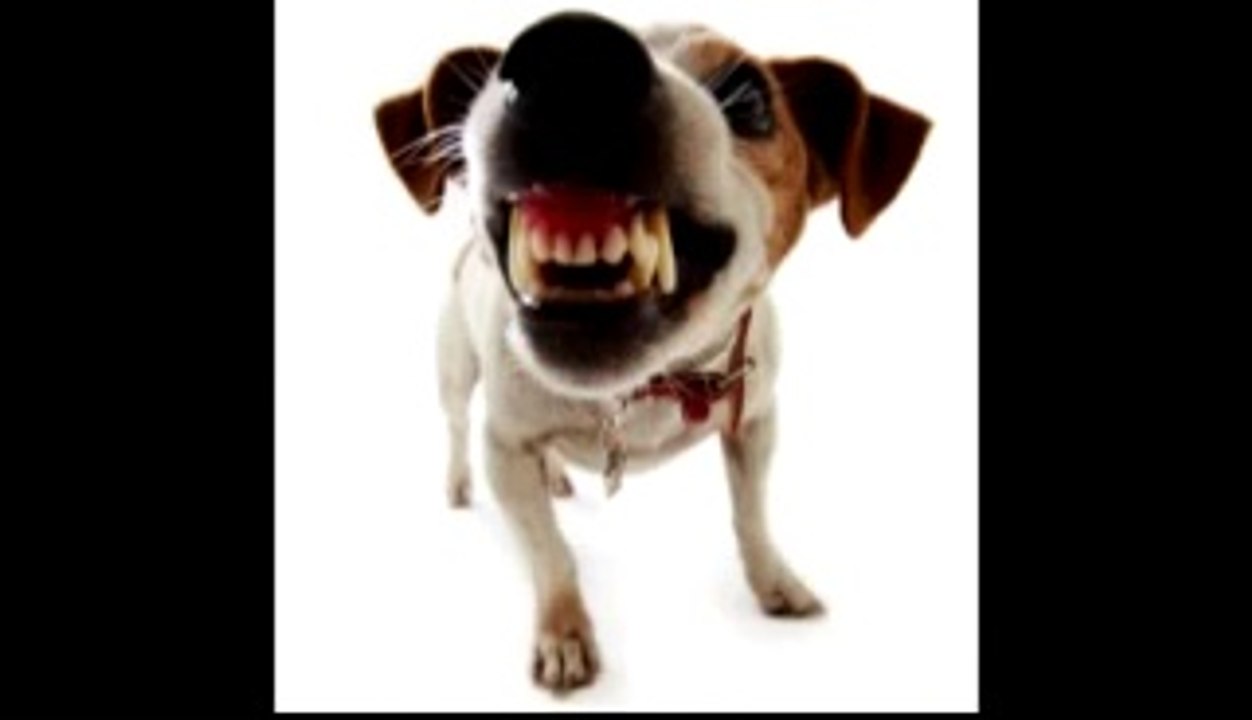 Criticando a los perros (Loquendo)