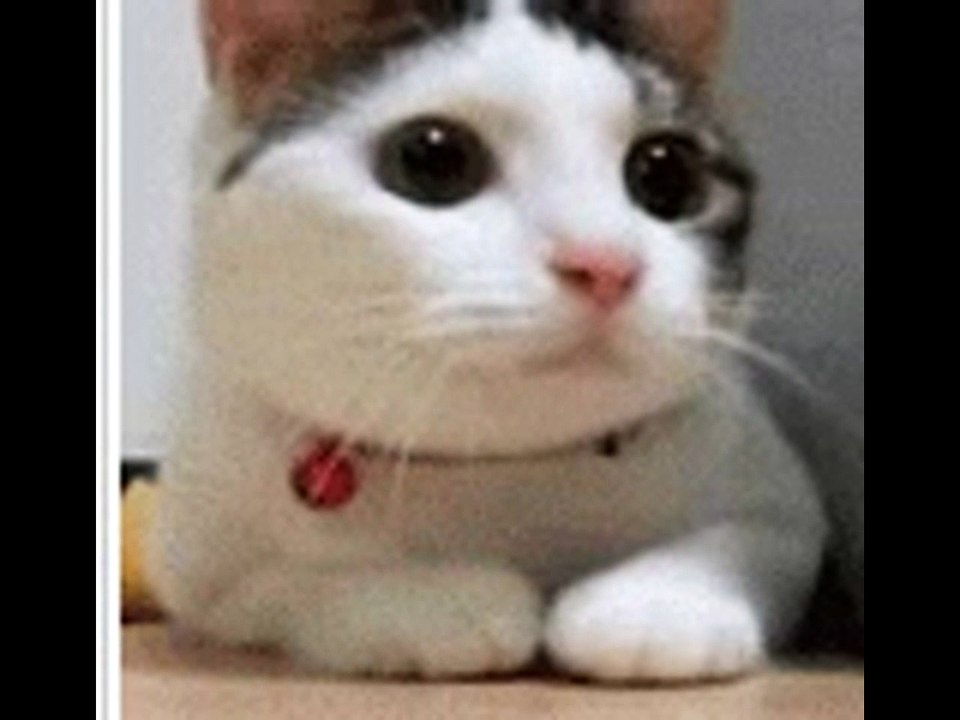frenetic cat
