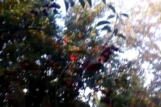 Vişne Ağacı Kuruması - Isparta Senirken Garip Köyü - Ali Özalp