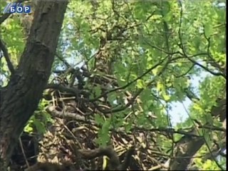 Oko istoka, 03. jul 2014.