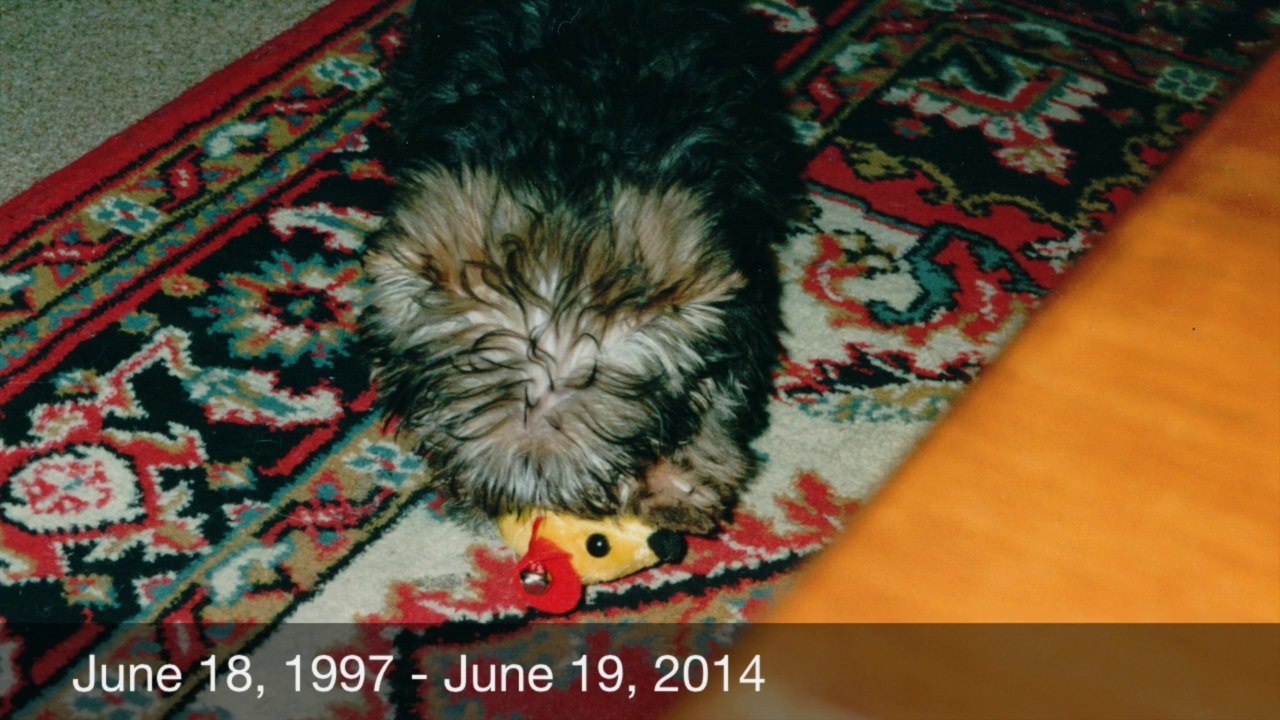 R.I.P Tobi