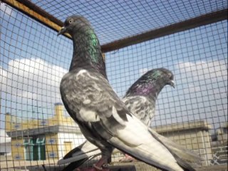 pakistani trippler high flyer pigeon