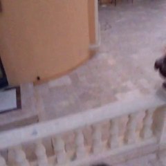 See What Happens When People Take Vine to the Skies