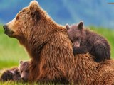 Watch Bears {{MegaFlix}} Full Movie Online Free Streaming