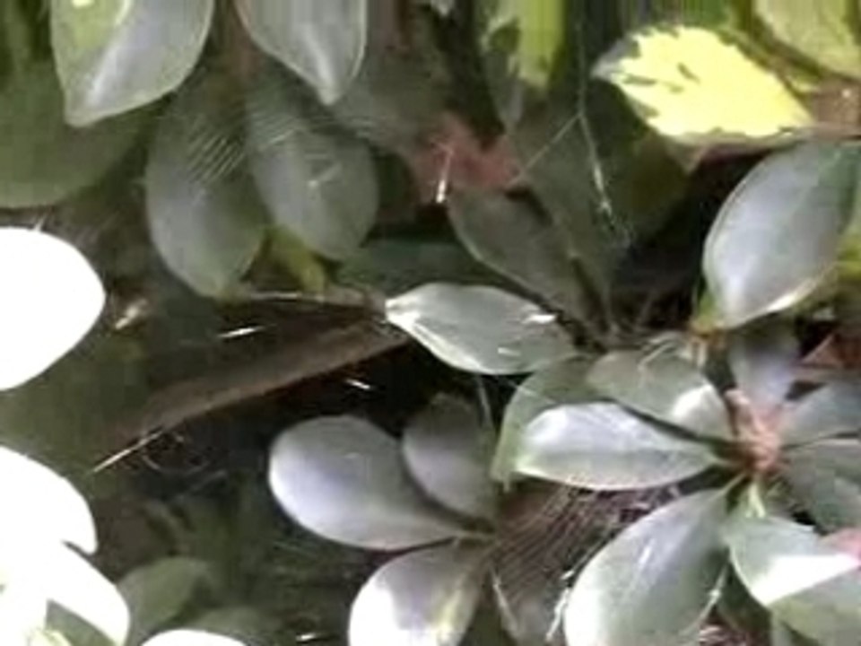 Araignée tisse sa toile