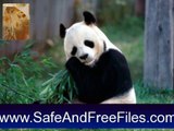 Download Giant Panda Screensaver 1 Product Key Generator Free