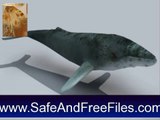 Download Humpback Whales 3D 1 Product Key Generator Free
