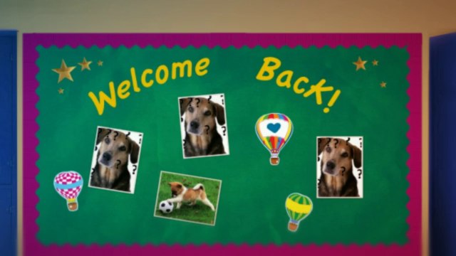 Probiotic Brands for Dogs. Lots of Them Don't Work. See This