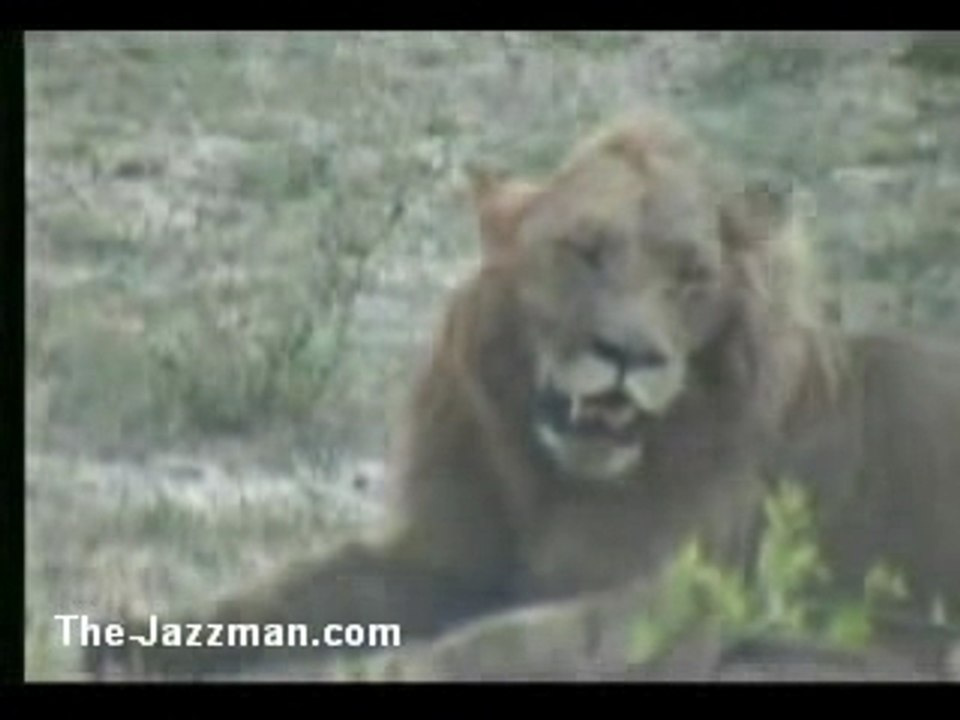 The Lion Sleeps Tonight