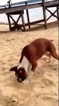 Breaking Dailymotion Video latest|Dog Eats Lemon And Goes Crazy