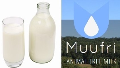 Scientists Make Safe Artificial Cow's Milk, Ready To Drink