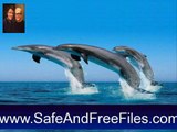 Download Living Dolphins 3D Screensaver 1.01 Serial Number Generator Free