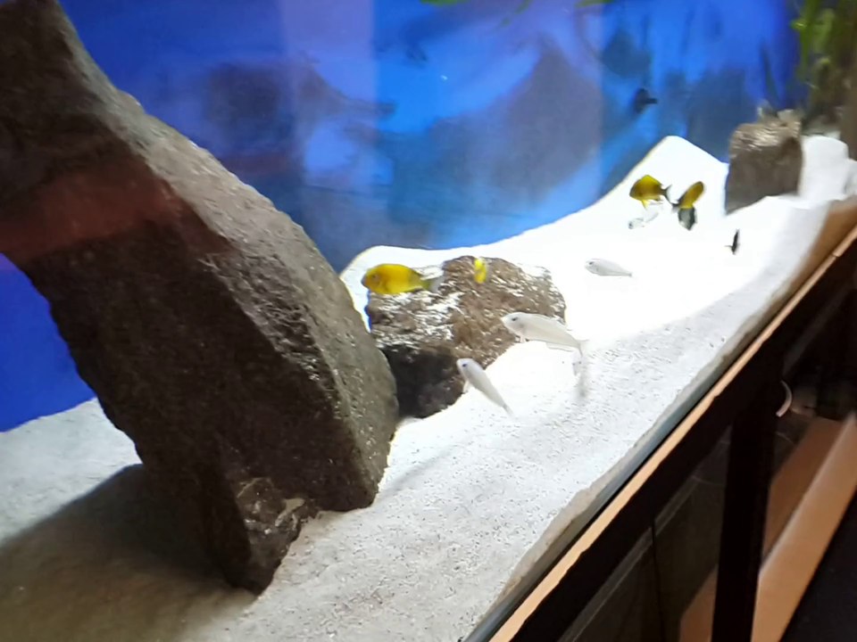 Enantiopus Melanogenys Namansi Erkekleri