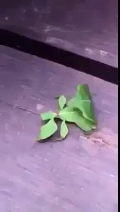 Yaprak Böceği
