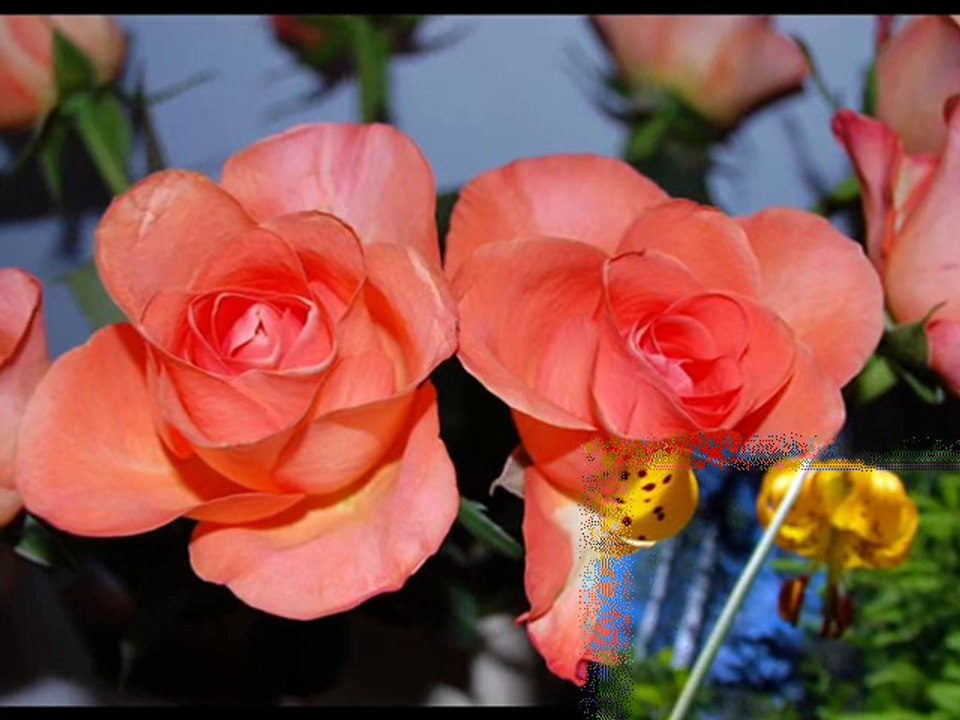 YILDIZ DEMİRKOL SAVAŞ-yıldızlıtürküler-AKLIM FİKRİM ZAY EYLEDİ