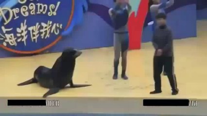 Funny Videos - Fail Compilation, Funny Pranks and Funny Cats Videos _ New Funny Video(14)