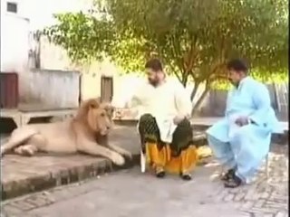 Man Playing With Tigers