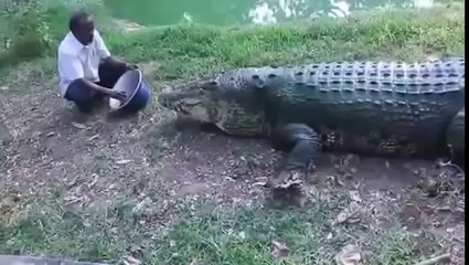 World Biggest Largets Crocodile Caught on Tape Monster