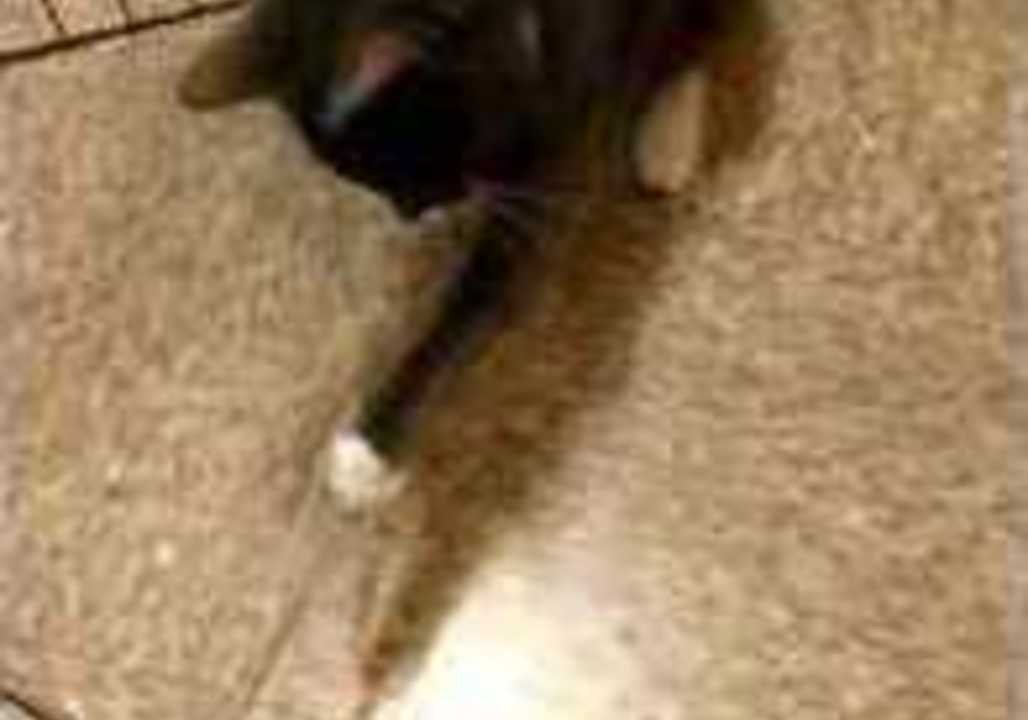 Cat Drags Man by Shoelace
