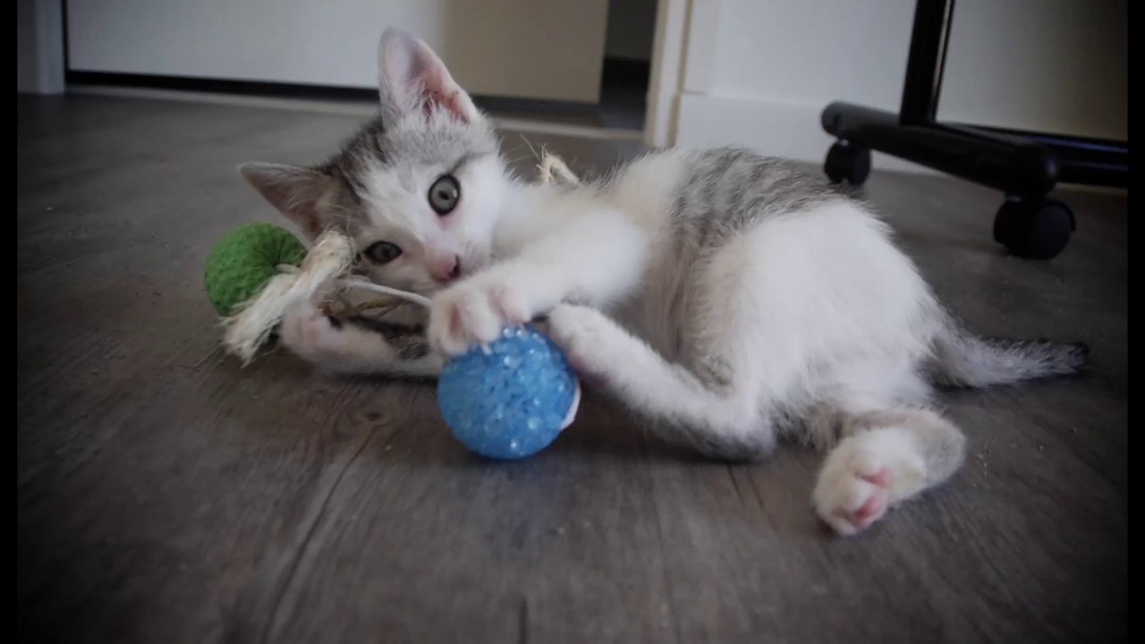 Chatons a adopter