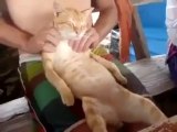 Masaj keyfi yapan kedi
