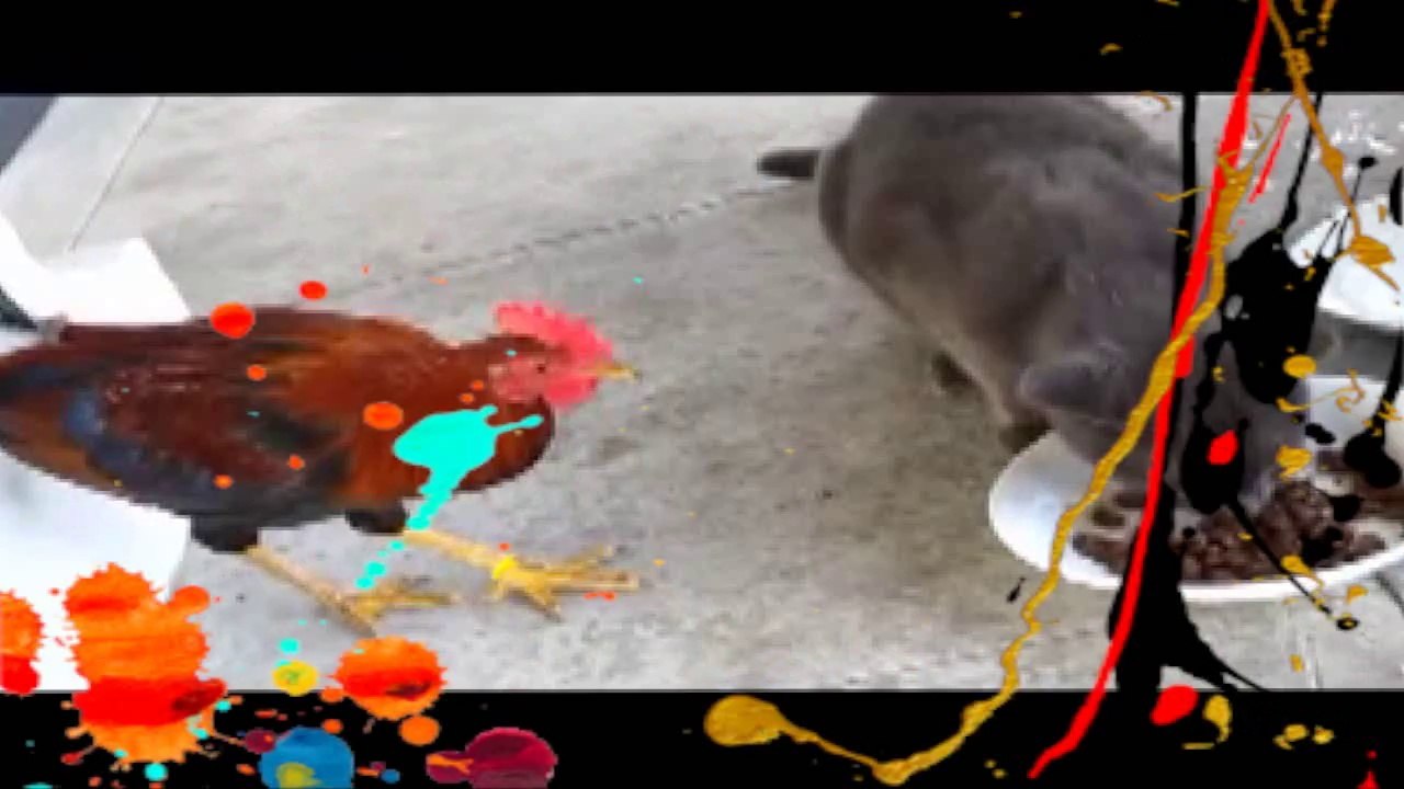 Chat contre Coq ..qui va gagner ..We are the champions