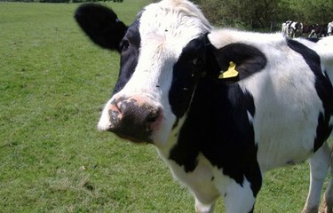 BBC Radio 4 - Farming Today, Livestock Event 3Jul14 onTB in cattle