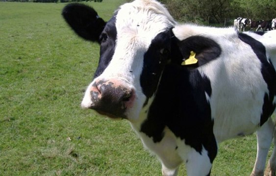 BBC Radio 4 - Farming Today, Livestock Event 3Jul14 onTB in cattle