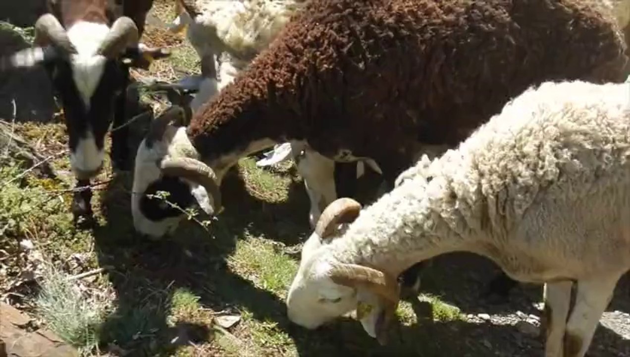 Embouteillage sur les hauteurs de Luchon...