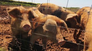 Farm Safari on the Glamorgan heritage Coast Wales