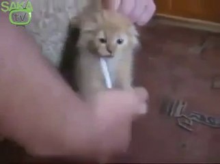 Sigarayı Bırakmayan Kedi