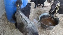جانوروں کو ریلیف کیمپ میں پانی پلایا جا رہا ہے