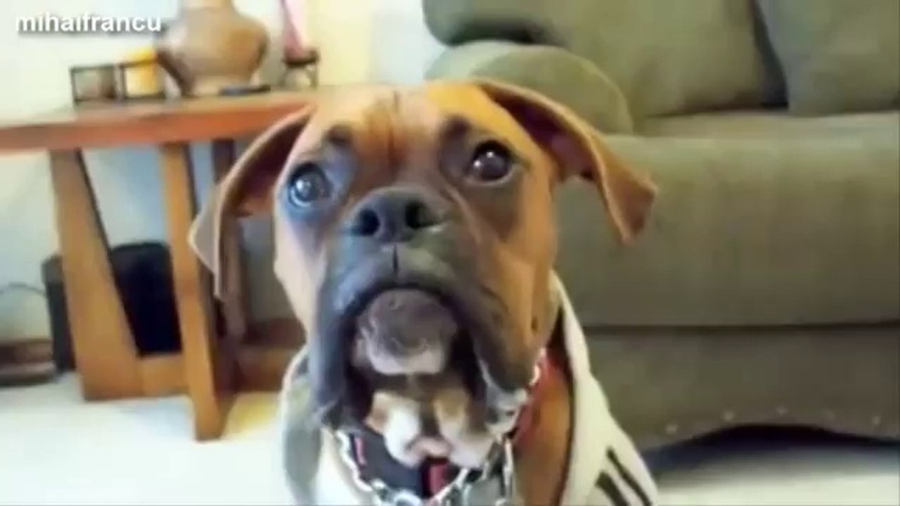 Funny Talking Dogs Compilation 2014 - Talking Dog Videos