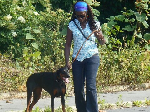 CHIENS DÉTENTE PROMENADE