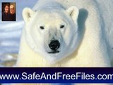 Download Polar Bear Screensaver 1 Serial Number Generator Free
