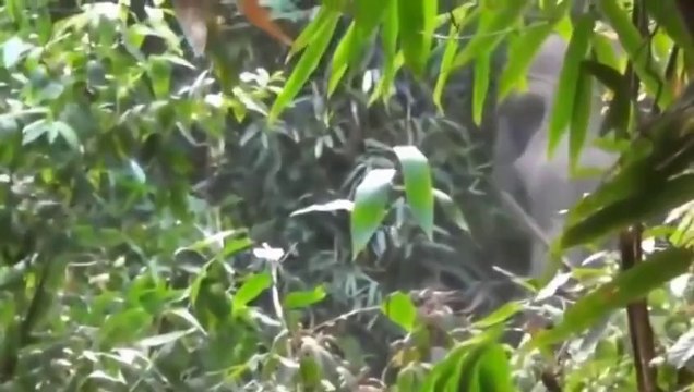 Tourist Confronts Charging Elephant