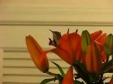 Young Man Rescues A Hummingbird, You Won’t Believe What Happens Next..