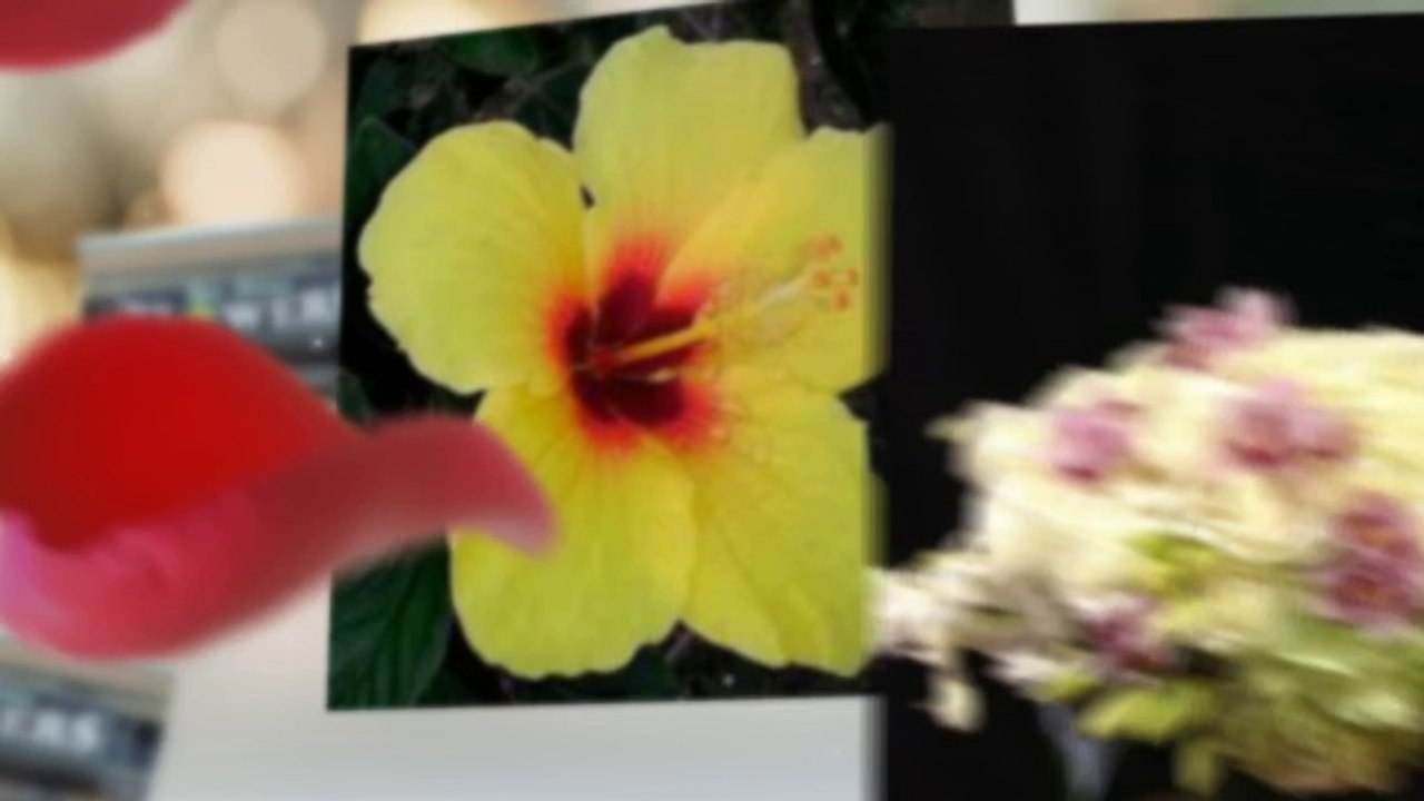 Looking for a flower shop in North Hollywood call: (818) 765-5050