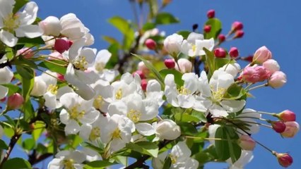 Eda Özülkü - İnce sızım