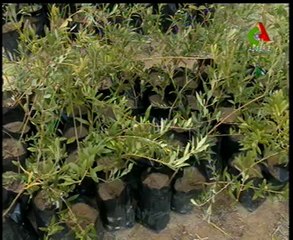 Algerie,Tebessa,huilerie, oléiculture