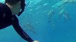 The dream comes true : Swimming With Dolphins