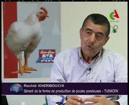 Algerie,Tlemcen,production avicole moderne
