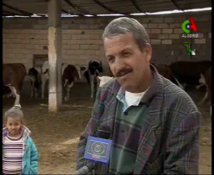 Algerie,Tindouf, élevage bovin