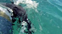 Nager avec des dauphins : un rêve!