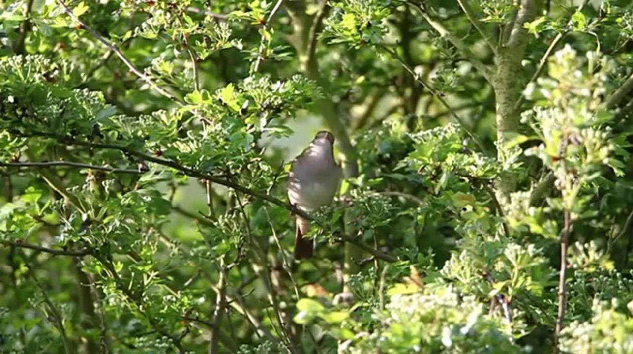 Relaxing Bird sounds -Dinlendirici Kuş sesleri