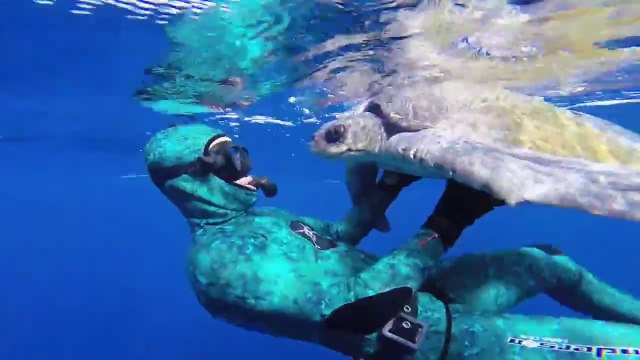 Un plongeur sauve une tortue de mer coincée dans un filet!