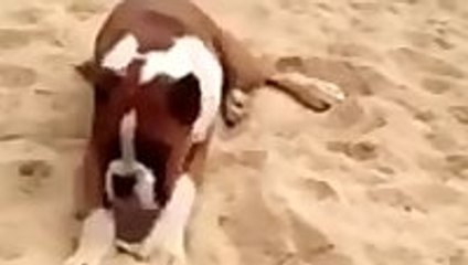 Dog eats lemon and goes crazy