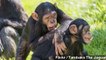Scientists Translate Gesture Language Of Chimpanzees