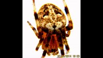 Spider with Holy Cross of Lord Jesus and a Human Face.See it to believe
